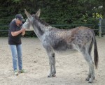samedi 27 mai ânes cheval colette sébastien christophe charly (2)